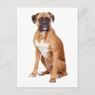 Postal de bienvenida de Boxer Puppy Dog Blank