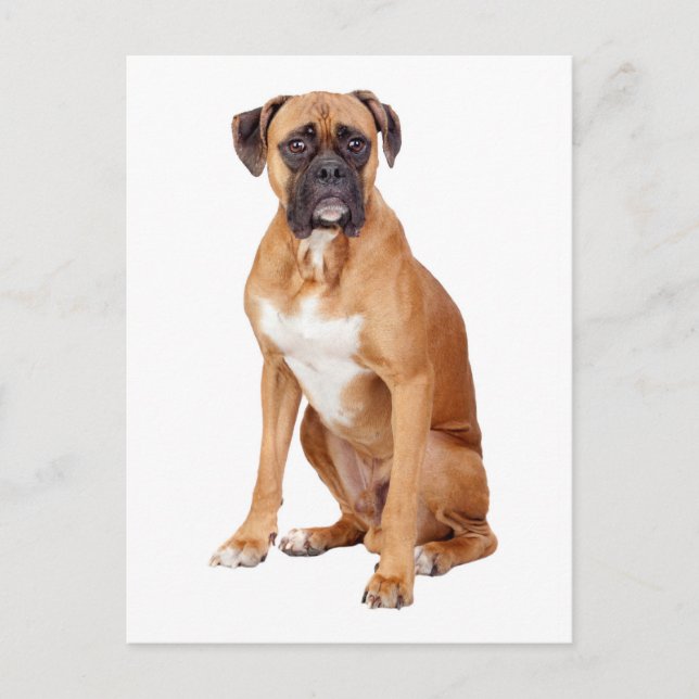 Postal de bienvenida de Boxer Puppy Dog Blank (Anverso)