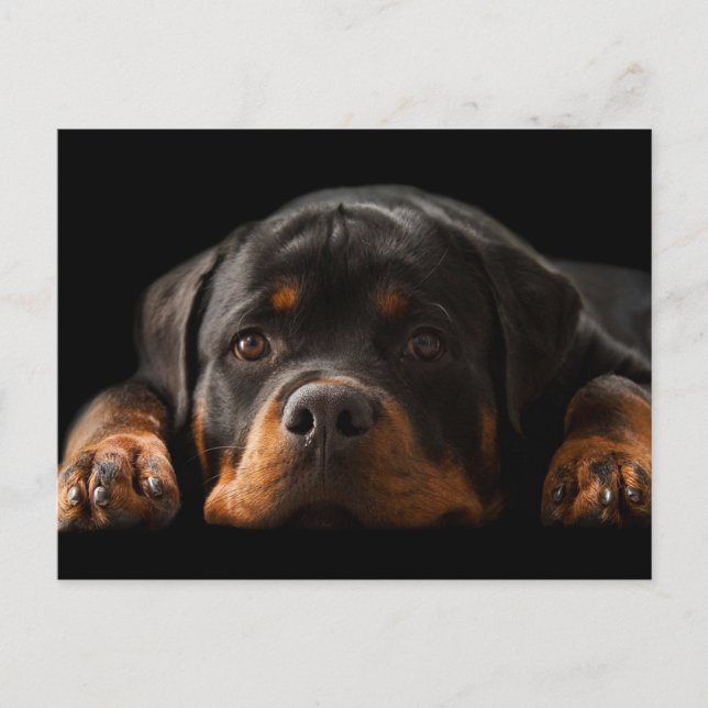 Postal de bienvenida de Rottweiler Puppy Dog - En  (Anverso)