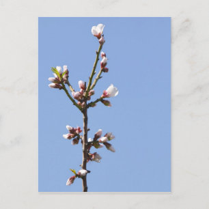 Postal de bifurcación de flor