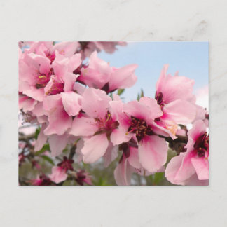 Postal de bifurcación rosa