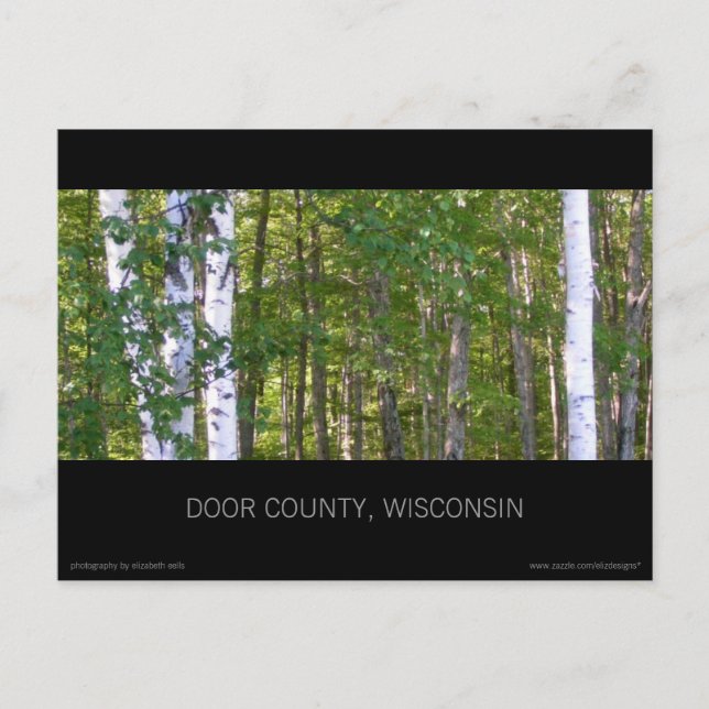 Postal de Birch Trees del condado de Door (Anverso)