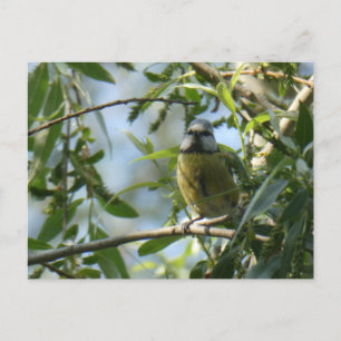 Postal de Bird DIY de color