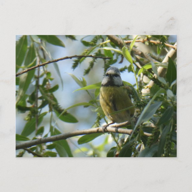 Postal de Bird DIY de color (Anverso)