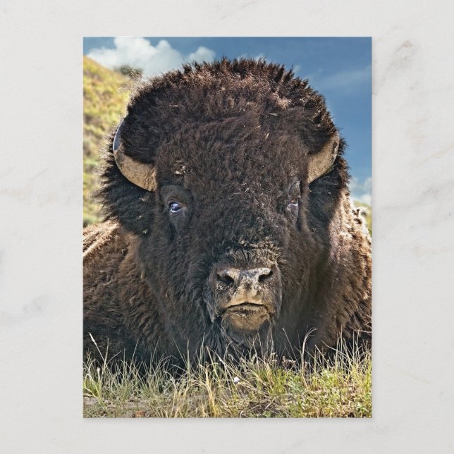 Postal de Bison poderoso (Anverso)