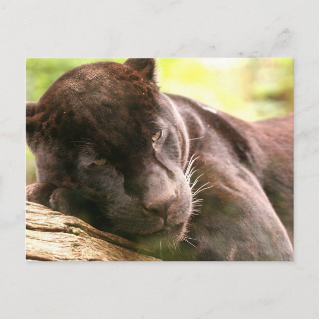 Postal de Black Panther Sleeping (Anverso)