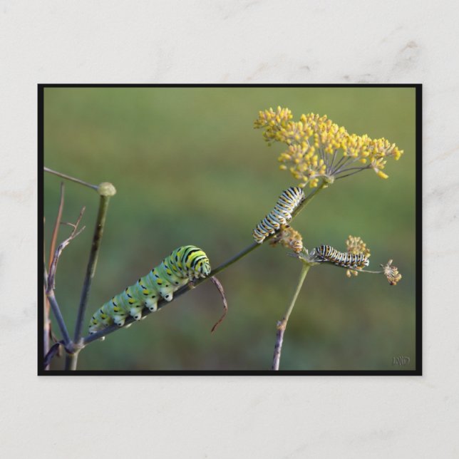 Postal de Black Swallowtail Cats (Anverso)