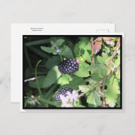 Postal de Blackberry salvaje común