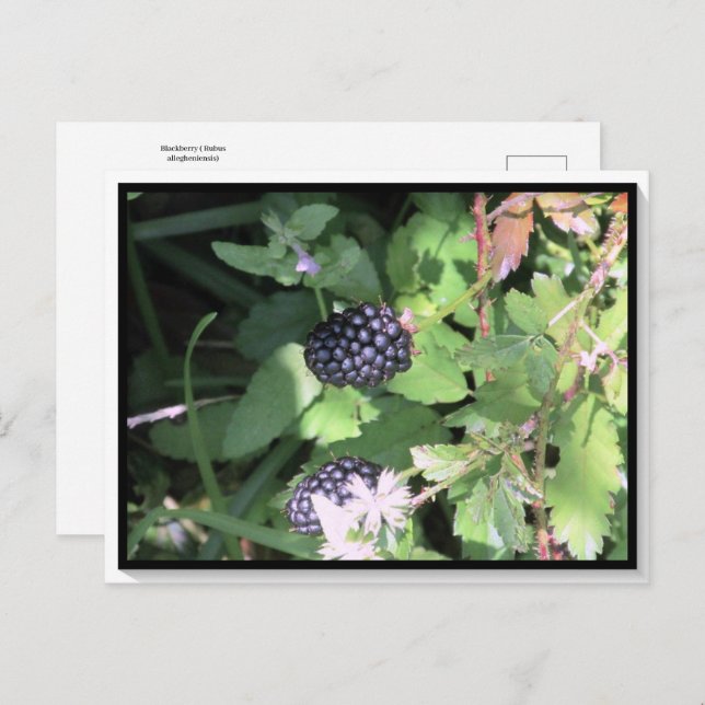 Postal de Blackberry salvaje común (Anverso / Reverso)