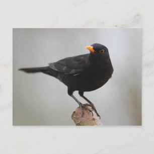 postal de Blackbird