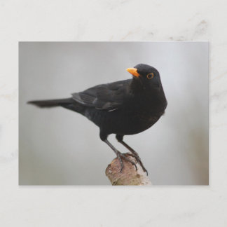 postal de Blackbird