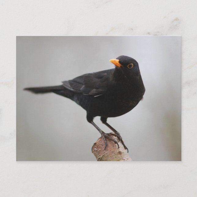 postal de Blackbird (Anverso)