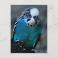 postal de Blue Parakeet