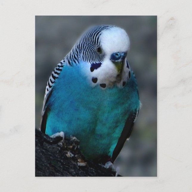 postal de Blue Parakeet (Anverso)