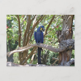postal de Blue Parrot