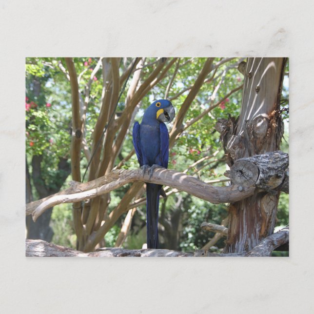 postal de Blue Parrot (Anverso)