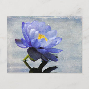 Postal de Blue Water Lily