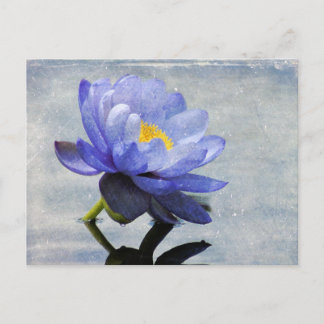 Postal de Blue Water Lily