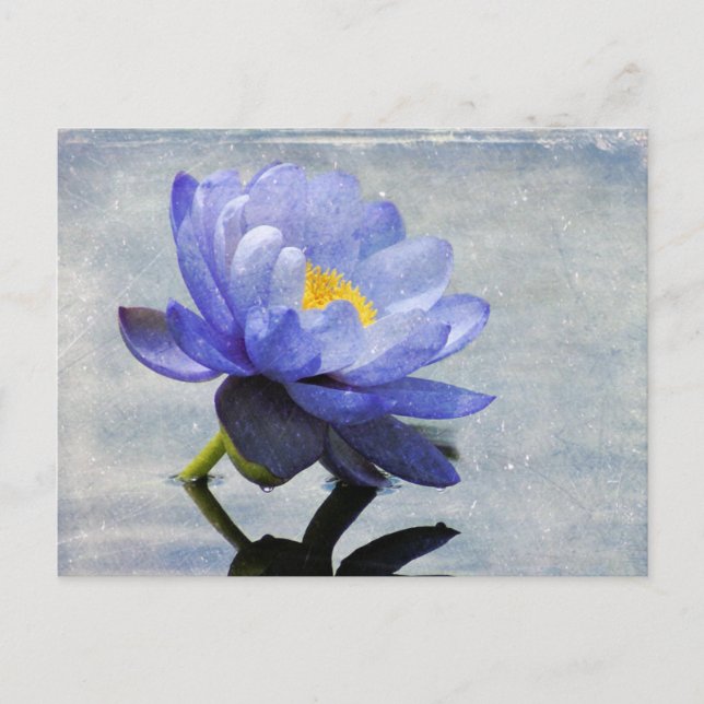 Postal de Blue Water Lily (Anverso)