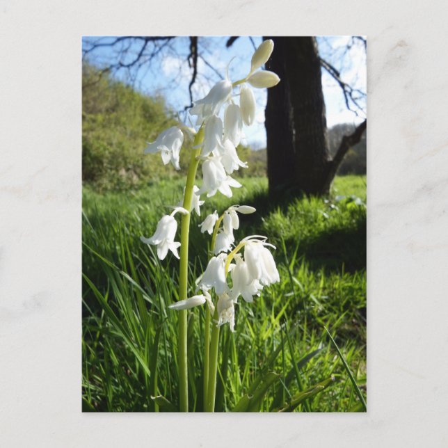 Postal de blues blancos (Anverso)