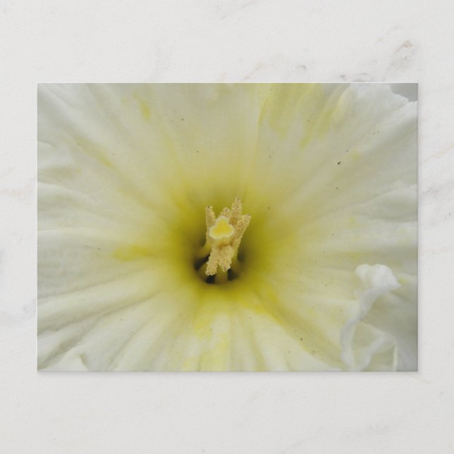Postal de bonito Pale Daffodil (Anverso)