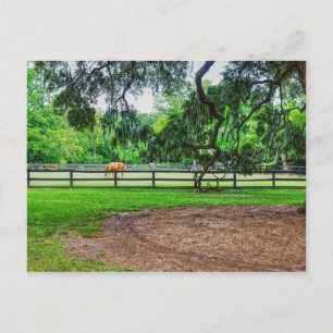 Postal de Boone Hall Stables