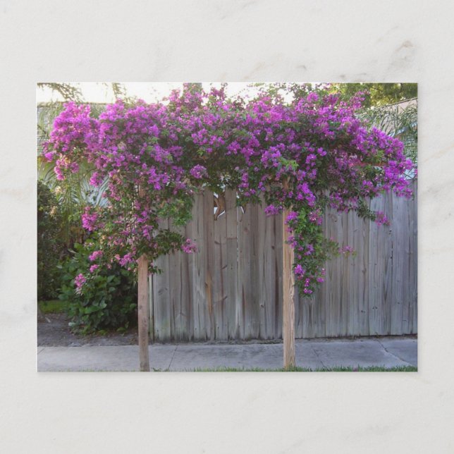 Postal de Bougainvillea (Anverso)