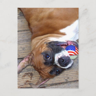 Postal de Boxer Dog