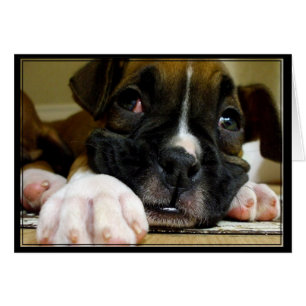Postal de boxer pipa