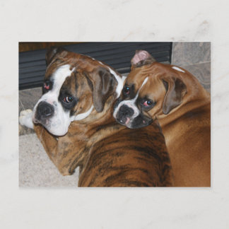 Postal de Boxer Puppy