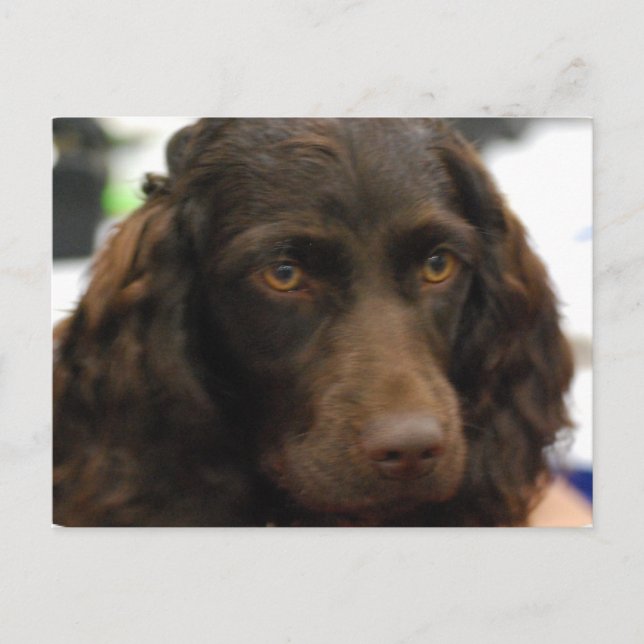 Postal de Boykin Spaniel (Anverso)
