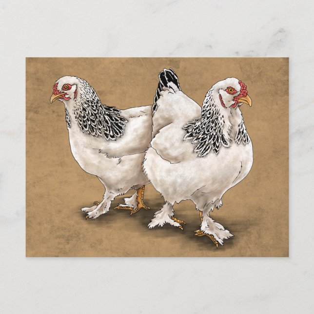 Postal de Brahma Chicken Hens (Anverso)