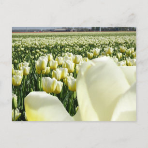 Postal de bricolaje blanco y tulipán