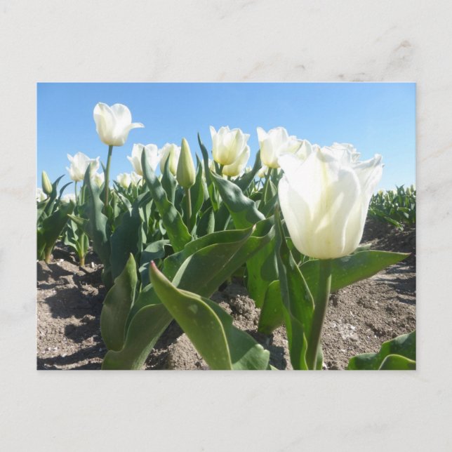 Postal de bricolaje de campo de tulipanes blancos  (Anverso)