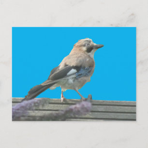 Postal de bricolaje de Cuto Jay Close