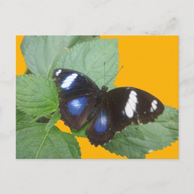 Postal de bricolaje de mariposa blanca negra y azu (Anverso)