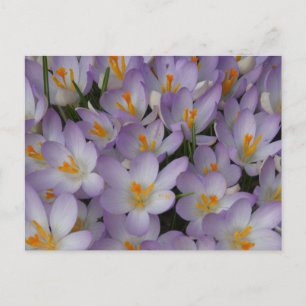 Postal de bricolaje del patrón de flores crocas