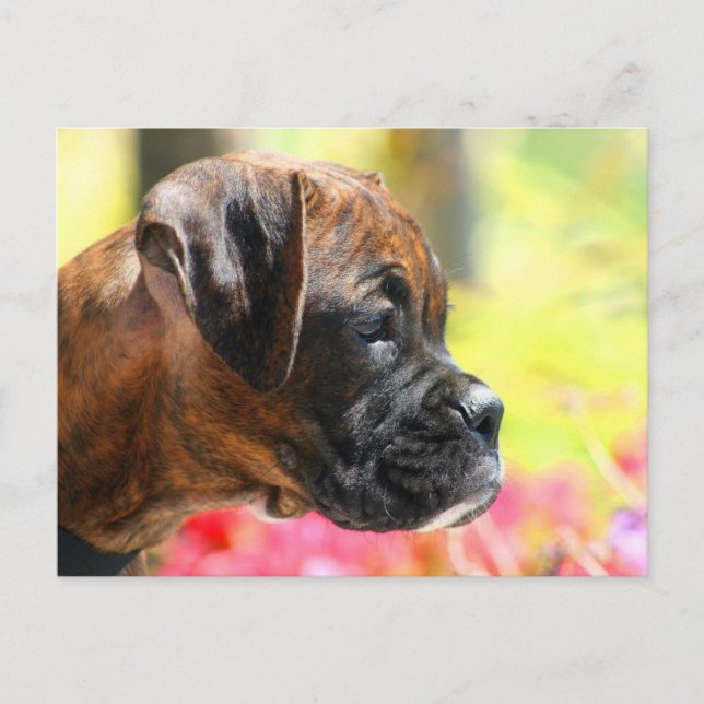 postal de Brindle Boxer (Anverso)