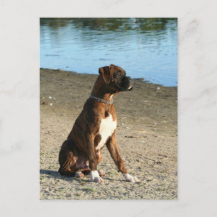 Postal de Brindle Boxer Puppy