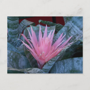 Postal de Bromeliad