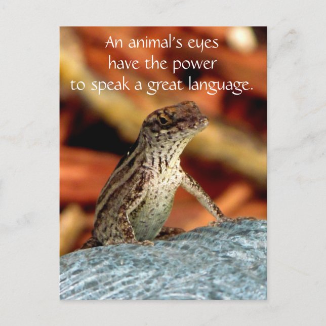 Postal de Brown Anole (lagarto) (Anverso)