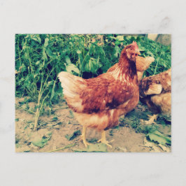 postal de Brown Hen