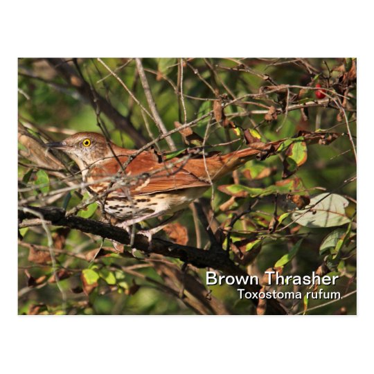 Postal de Brown Thrasher