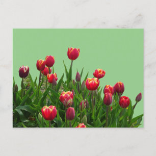 Postal de buceo con tarjeta de postales para tulip