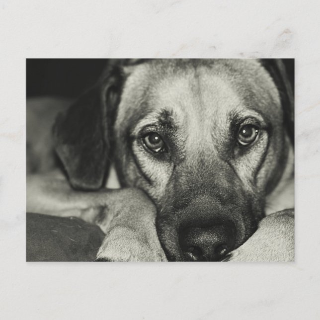 Postal de Buddy (Anverso)