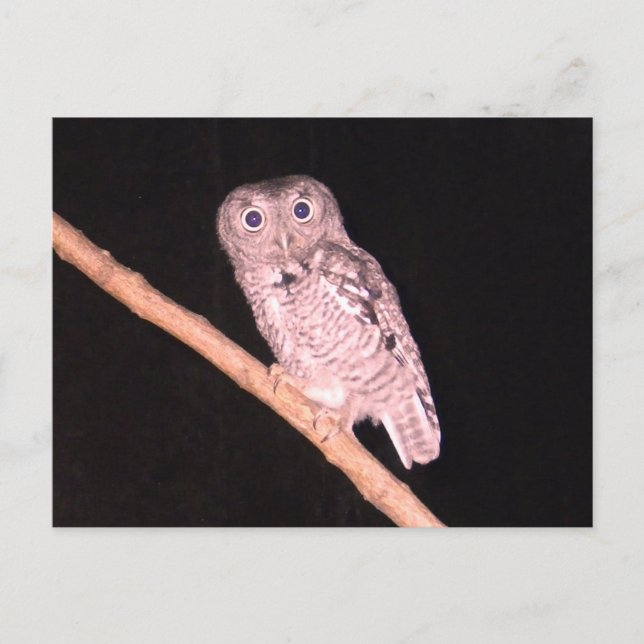Postal de búho (Anverso)