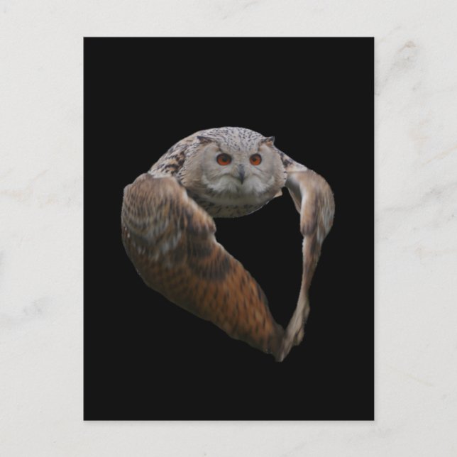 Postal de búho águila (Anverso)