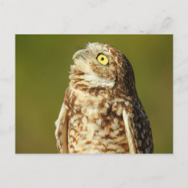 Postal de búho de remo