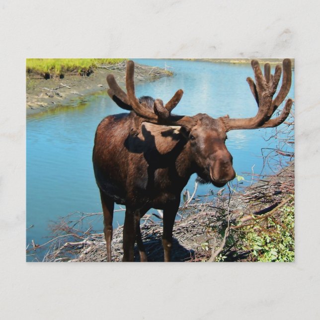 Postal de Bull Moose (Anverso)