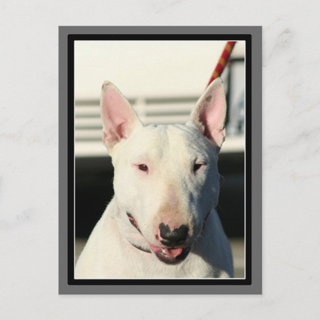 Postal de Bull Terrier (Anverso)